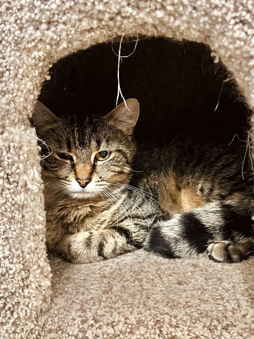 Athena, an adoptable Domestic Short Hair in Boise, ID, 83709 | Photo Image 1