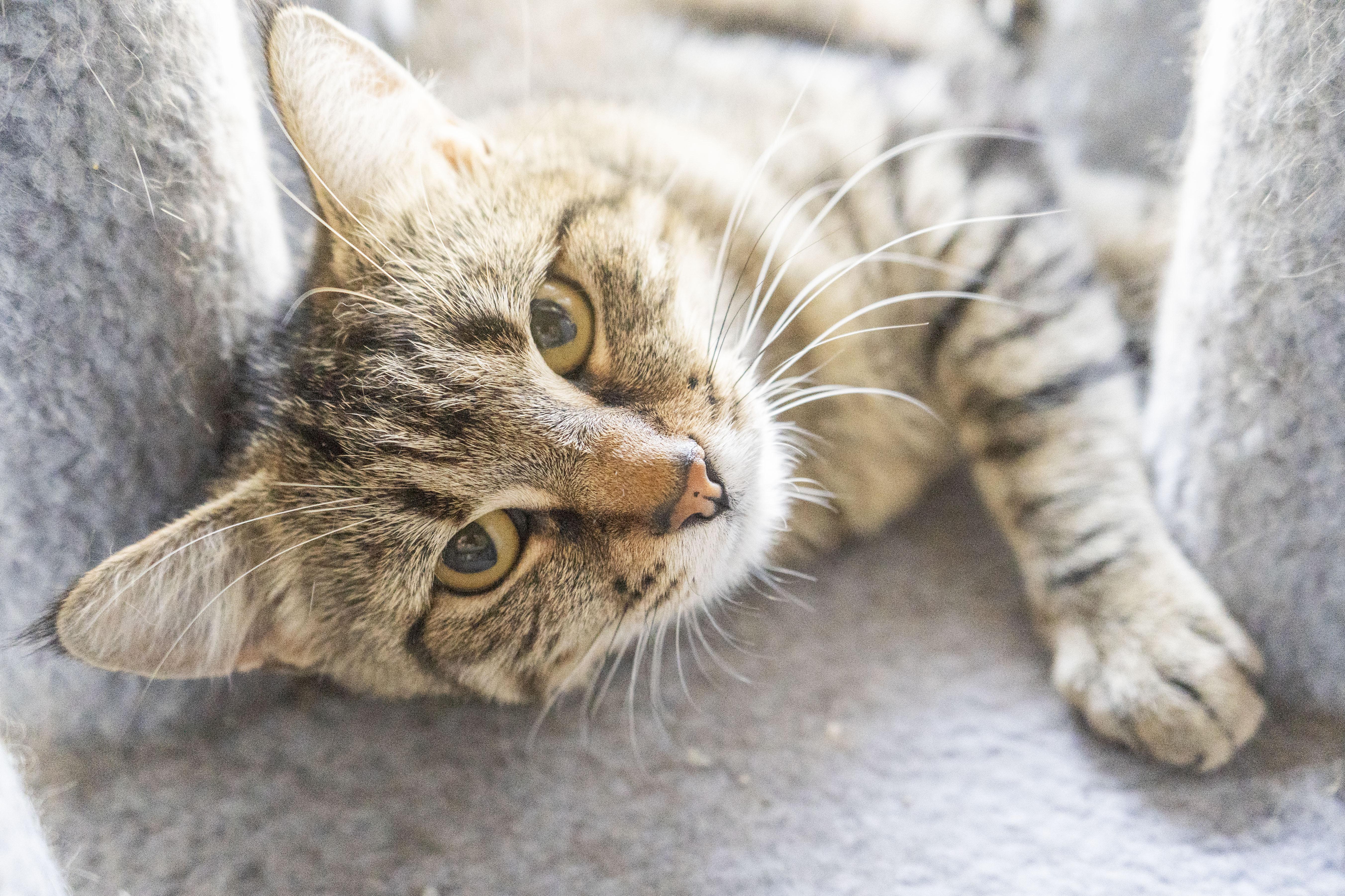 Athena, an adoptable Domestic Short Hair in Boise, ID, 83709 | Photo Image 3