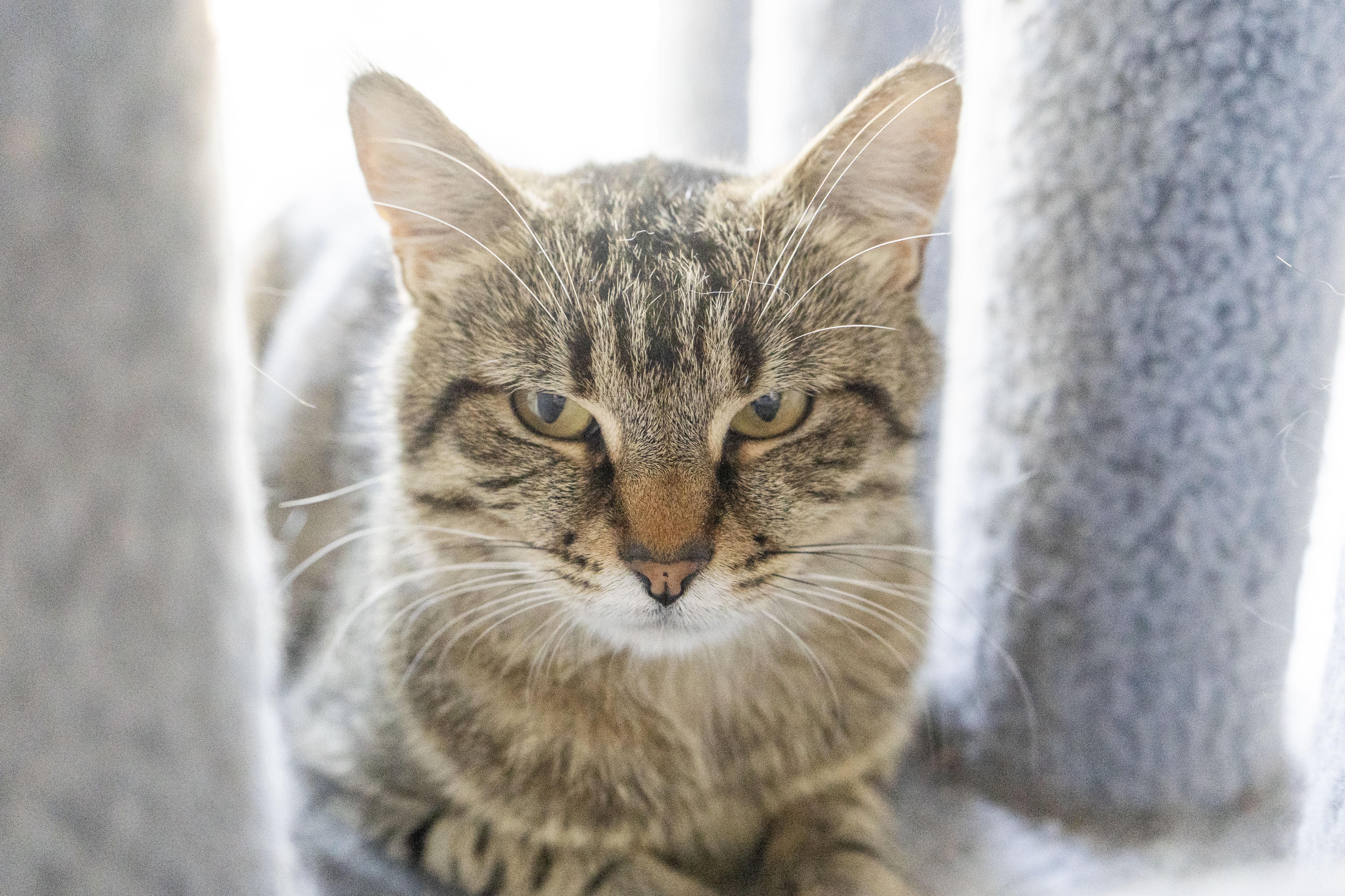 Athena, an adoptable Domestic Short Hair in Boise, ID, 83709 | Photo Image 2
