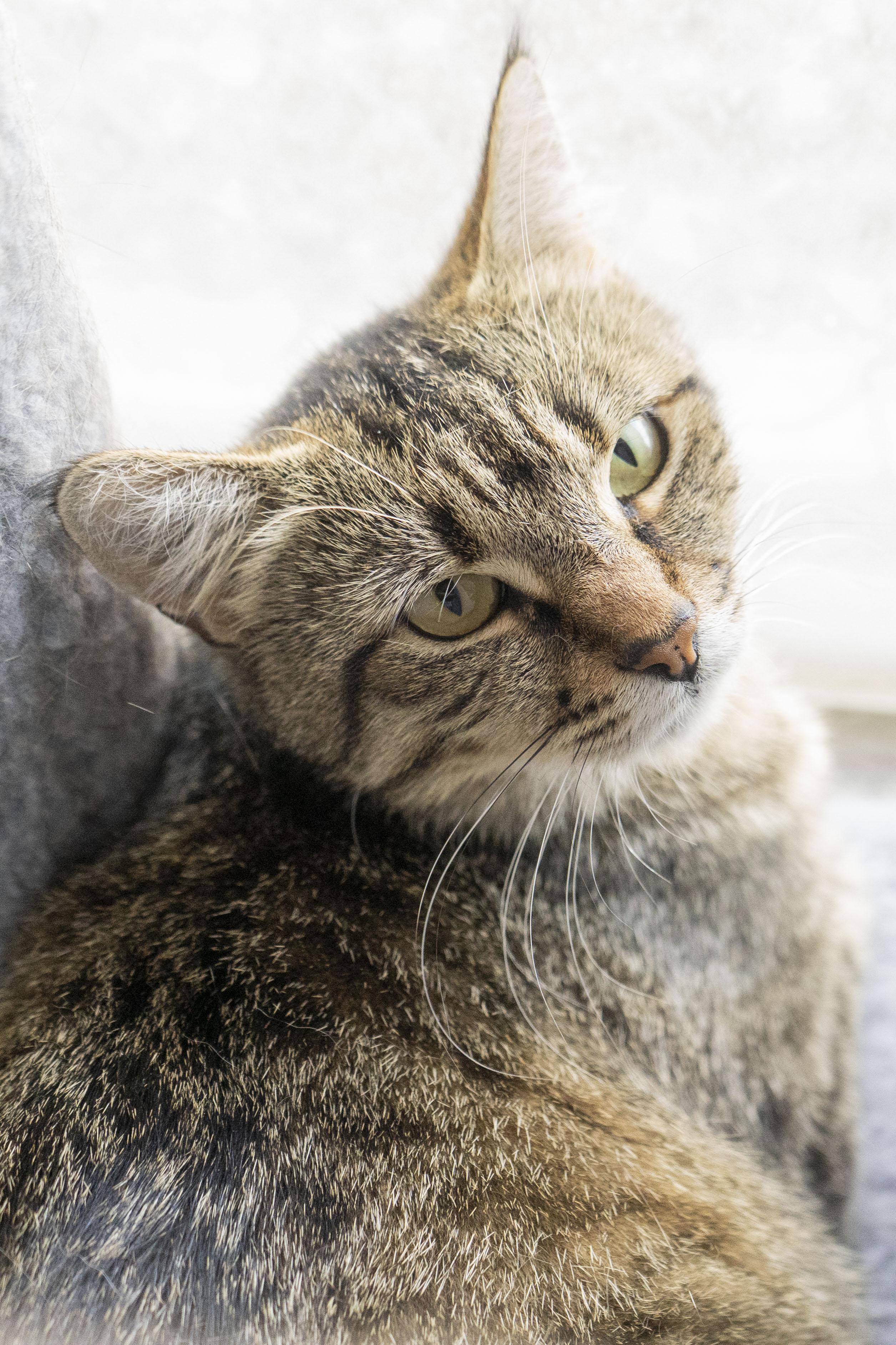 Athena, an adoptable Domestic Short Hair in Boise, ID, 83709 | Photo Image 1