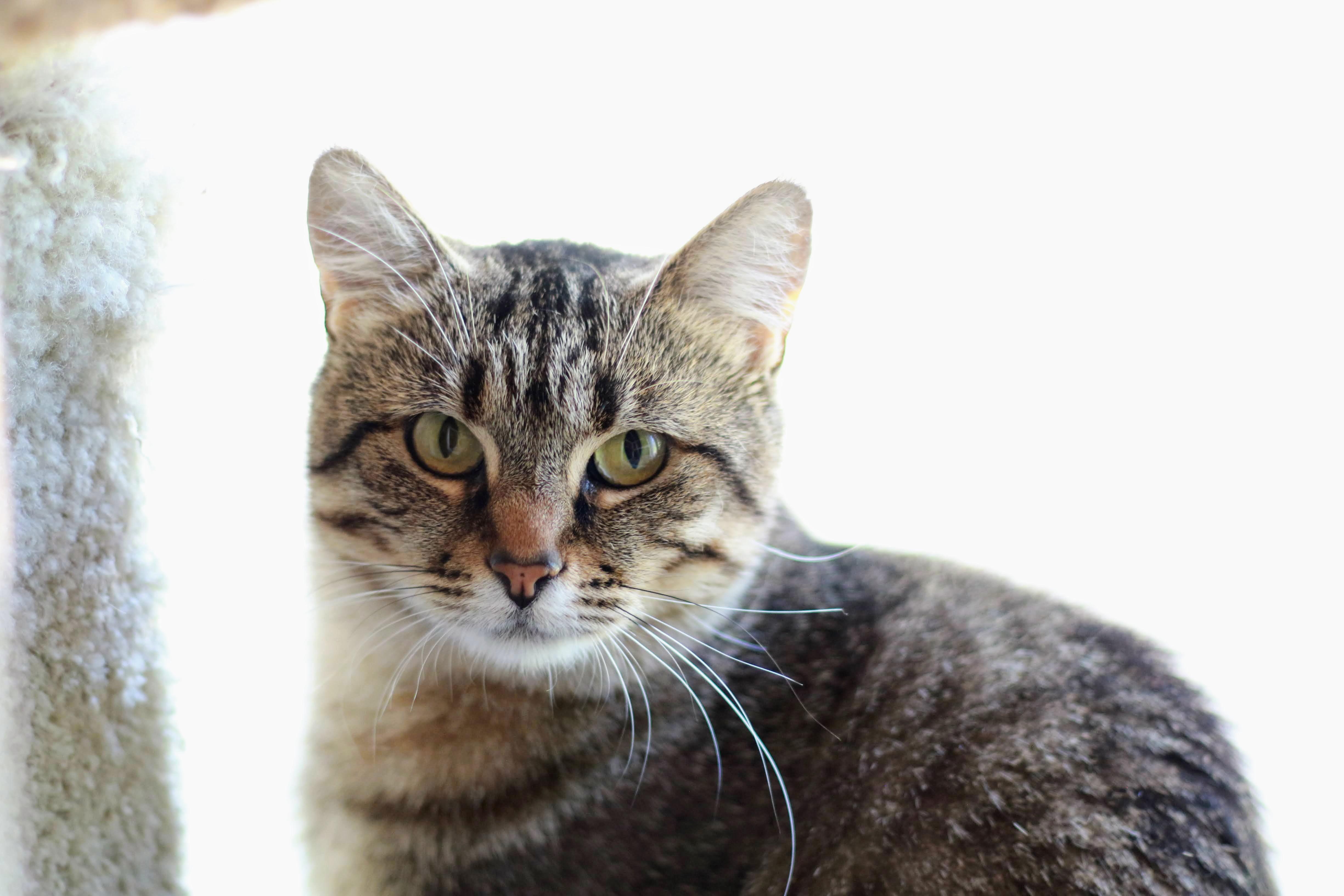 Athena, an adoptable Domestic Short Hair in Boise, ID, 83709 | Photo Image 4