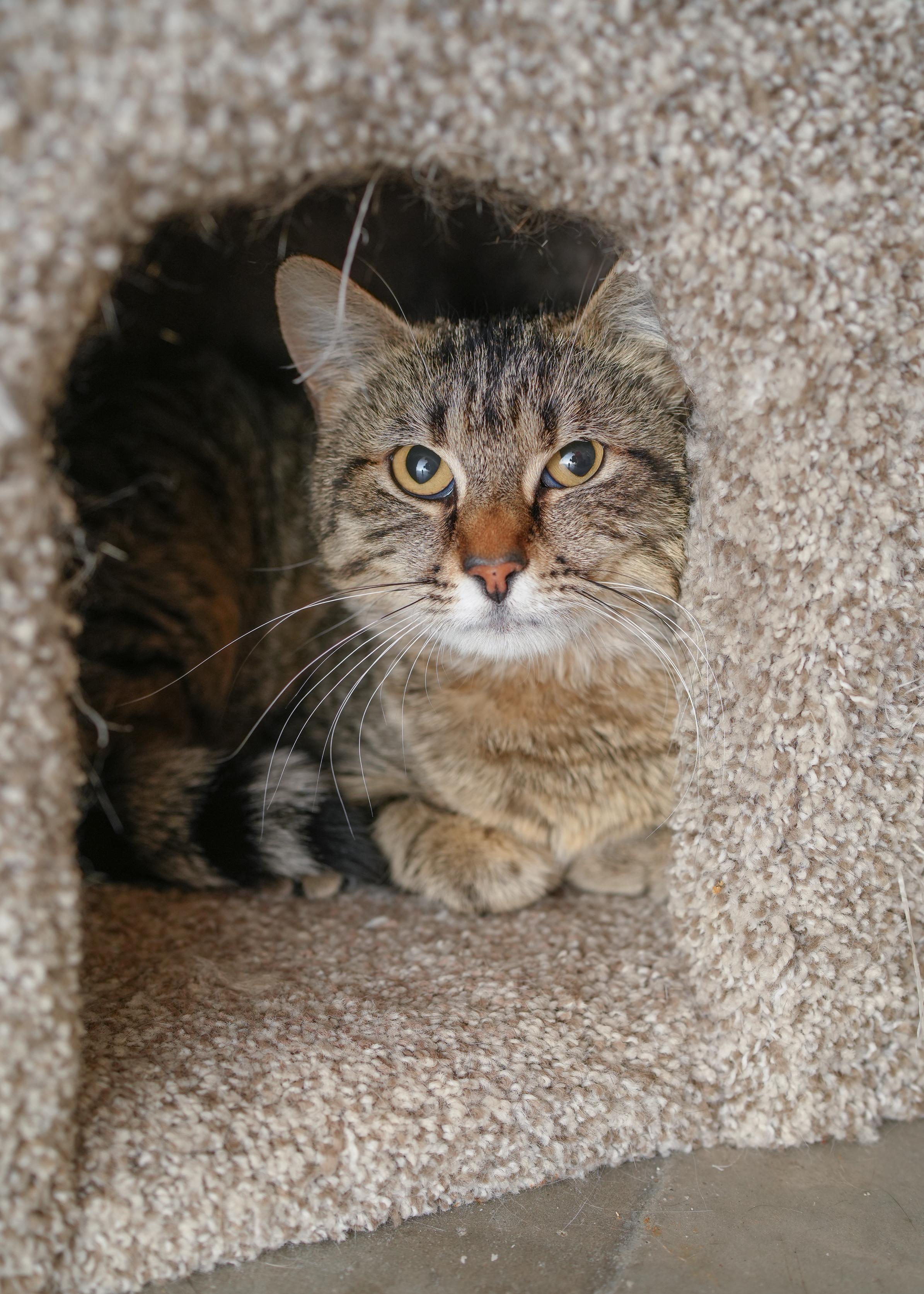Athena, an adoptable Domestic Short Hair in Boise, ID, 83709 | Photo Image 2