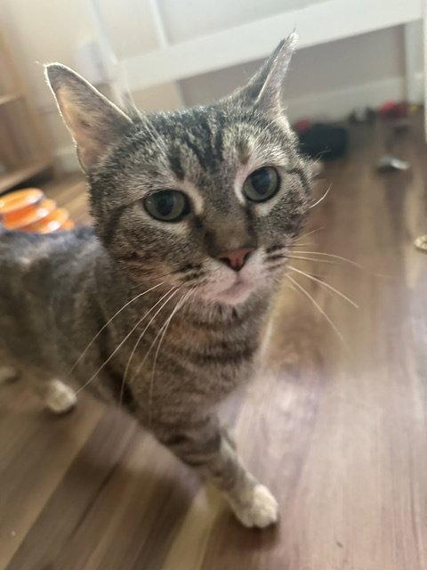 Enlarge *Charm, a Adoptable Domestic Short Hair in Aurora, CO image 1/3