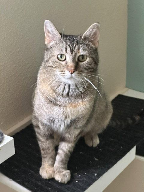 Enlarge *Charm, a Adoptable Domestic Short Hair in Aurora, CO image 2/3