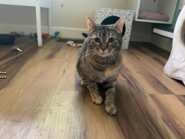 Enlarge *Charm, a Adoptable Domestic Short Hair in Aurora, CO image 3/3
