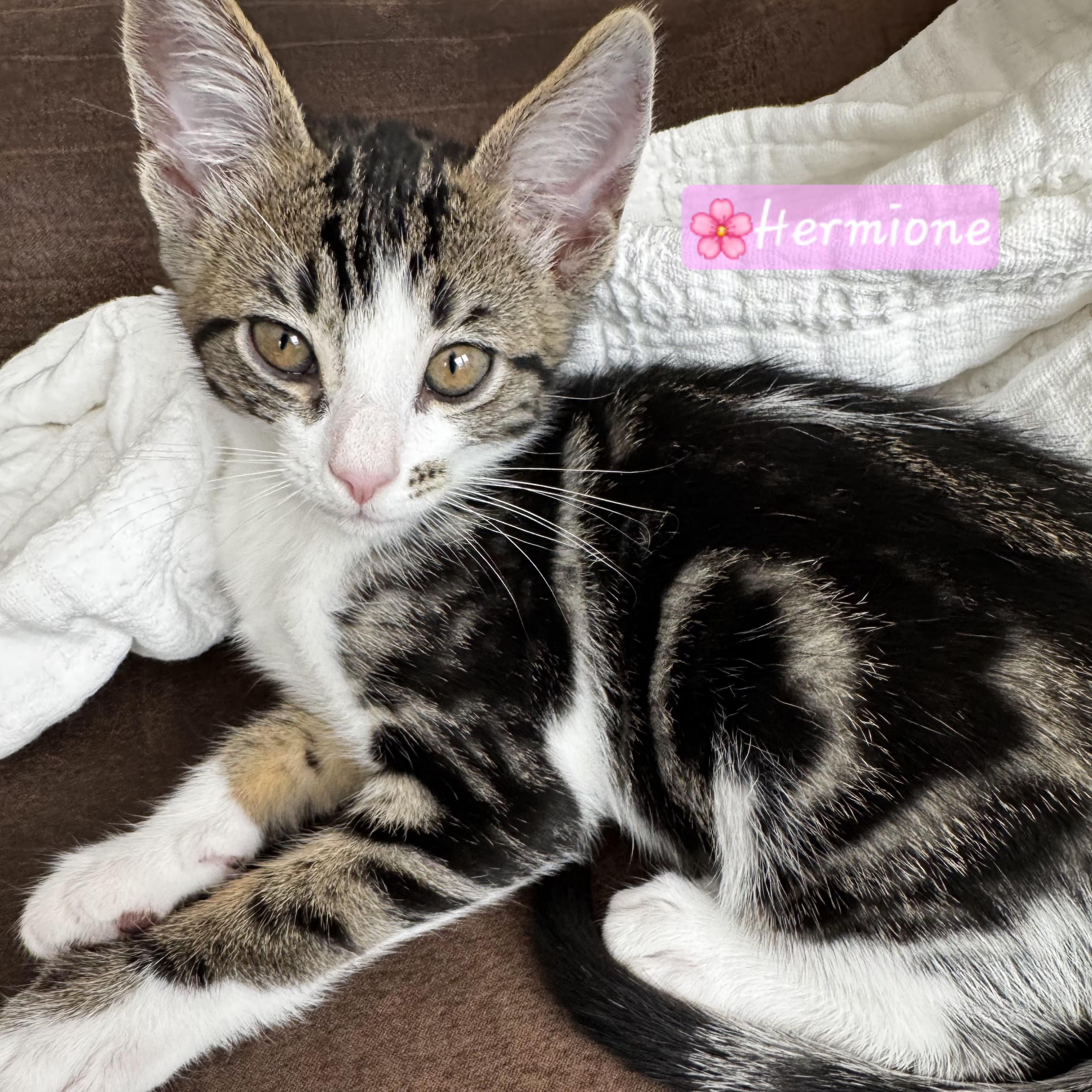 Hermione, Adopted, Kitten Female Domestic Short Hair & Tabby.