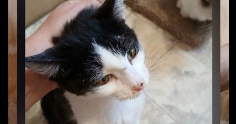 Glitch, Adoptable, Kitten Male Domestic Short Hair.