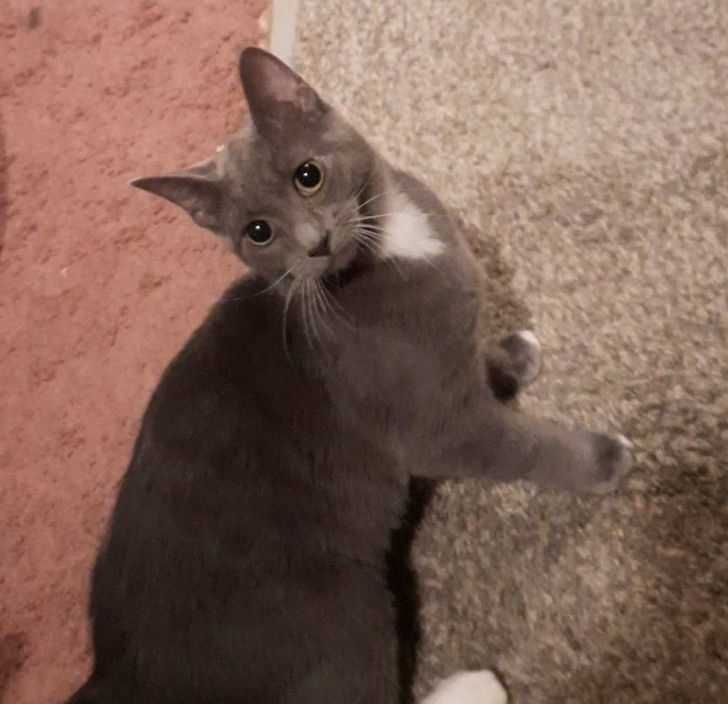 Nala, Adopted, Young Female Domestic Short Hair.