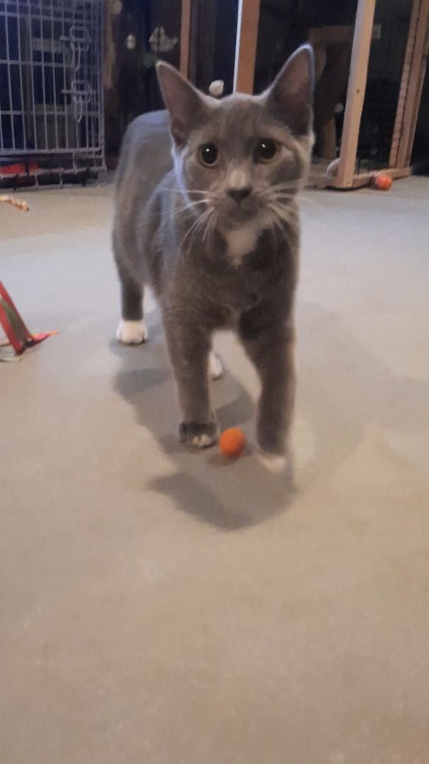 Enlarge Nala, a Adopted Domestic Short Hair in Eagle Bridge, NY image 3/5