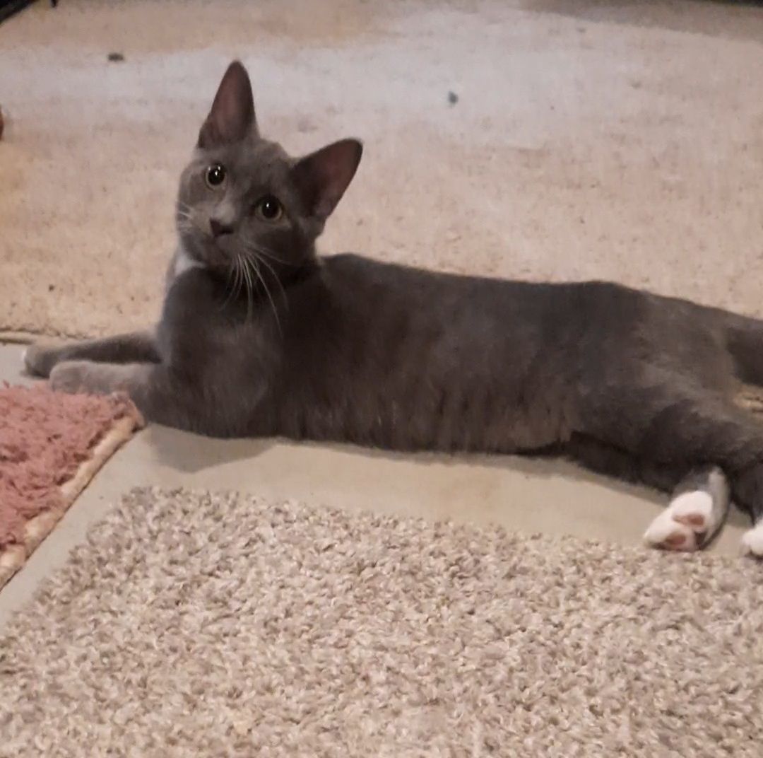 Enlarge Nala, a Adopted Domestic Short Hair in Eagle Bridge, NY image 4/5