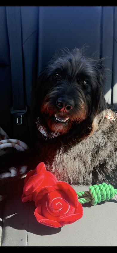 Daisy — thumbnail 5