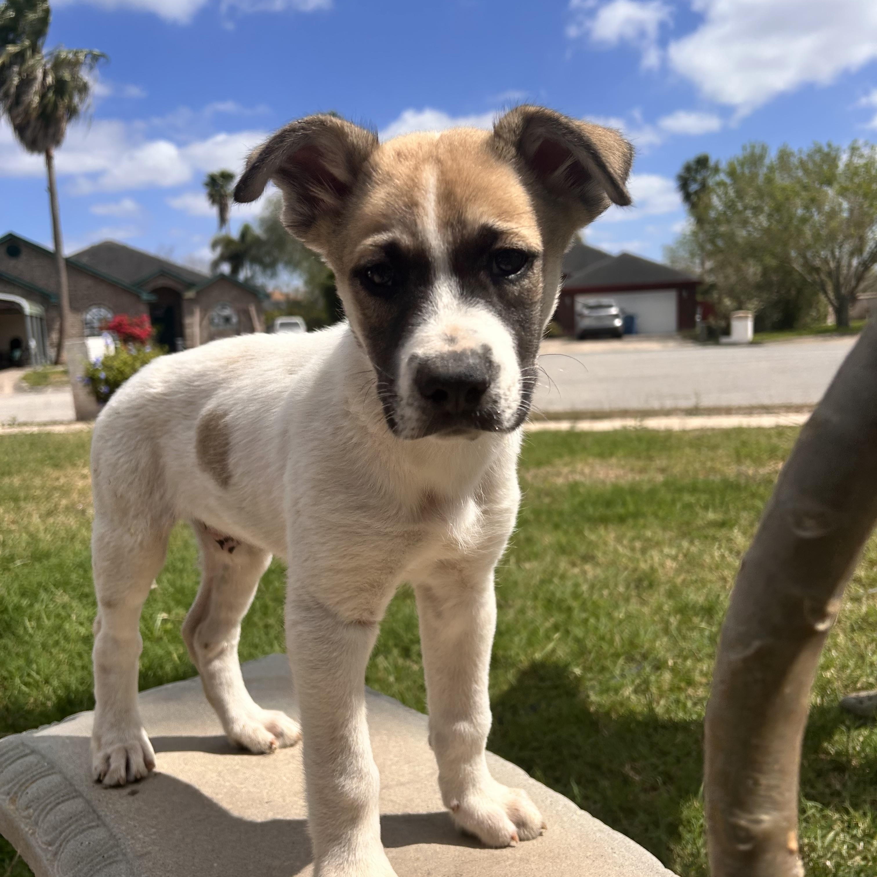 Enlarge Duncan, an adopted mixed breed in Brownsville, TX image 3/4