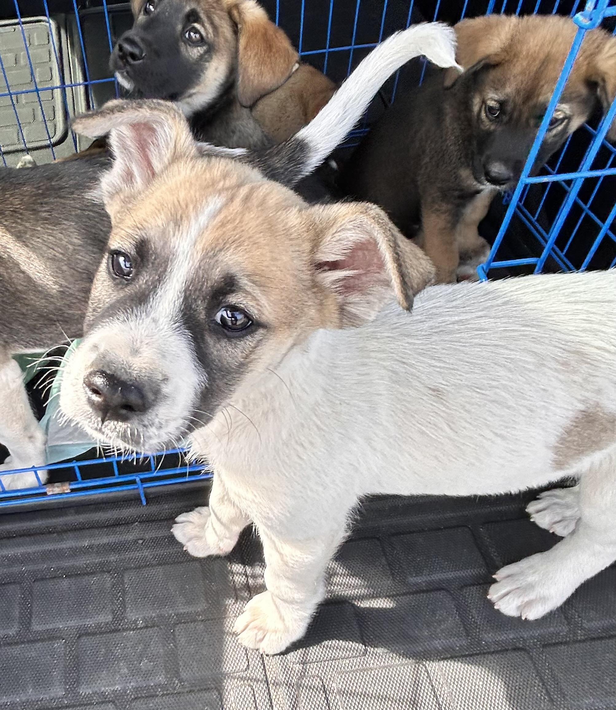 Enlarge Duncan, an adopted mixed breed in Brownsville, TX image 4/4
