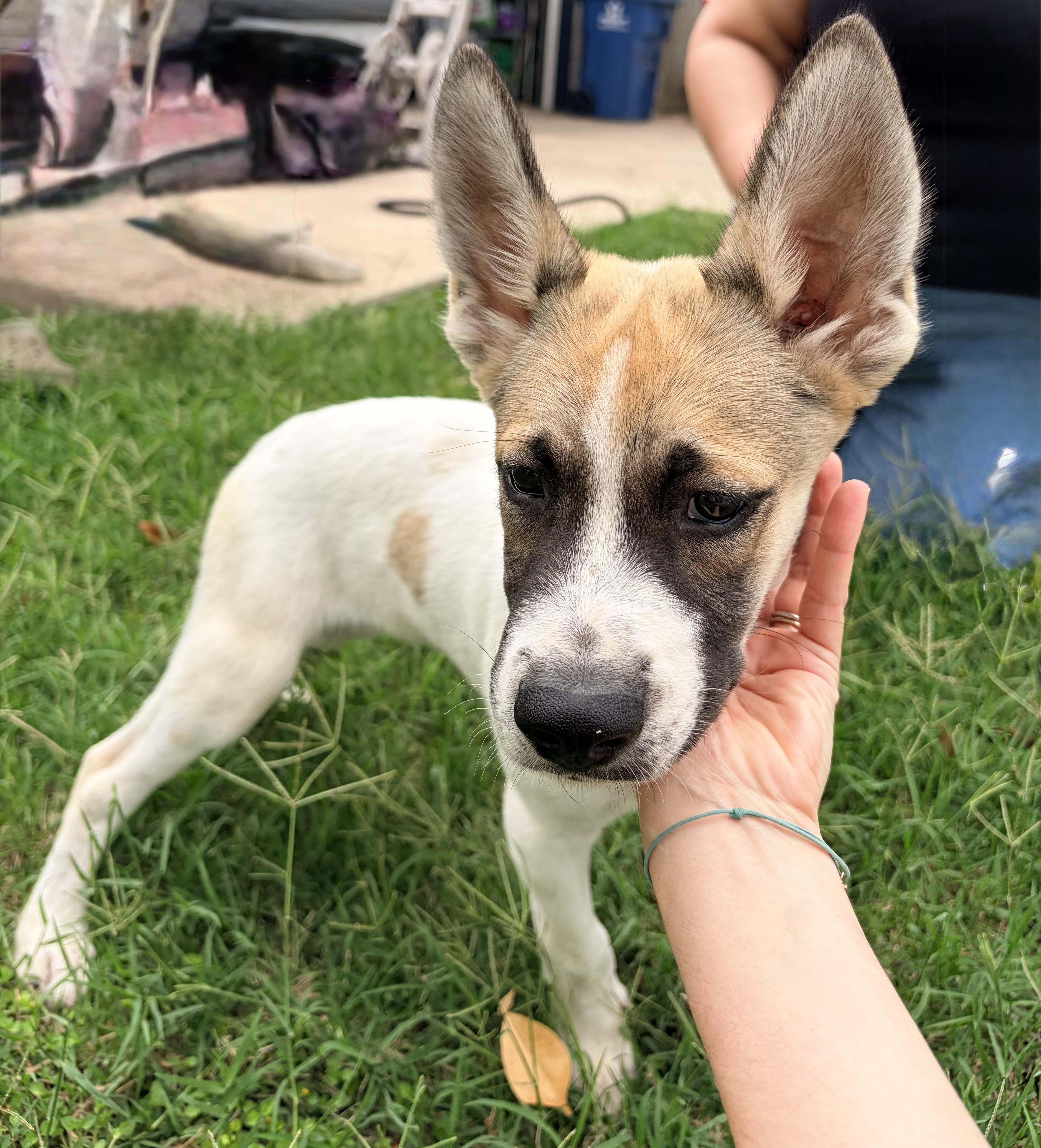 Enlarge Duncan, an adopted mixed breed in Brownsville, TX image 2/4