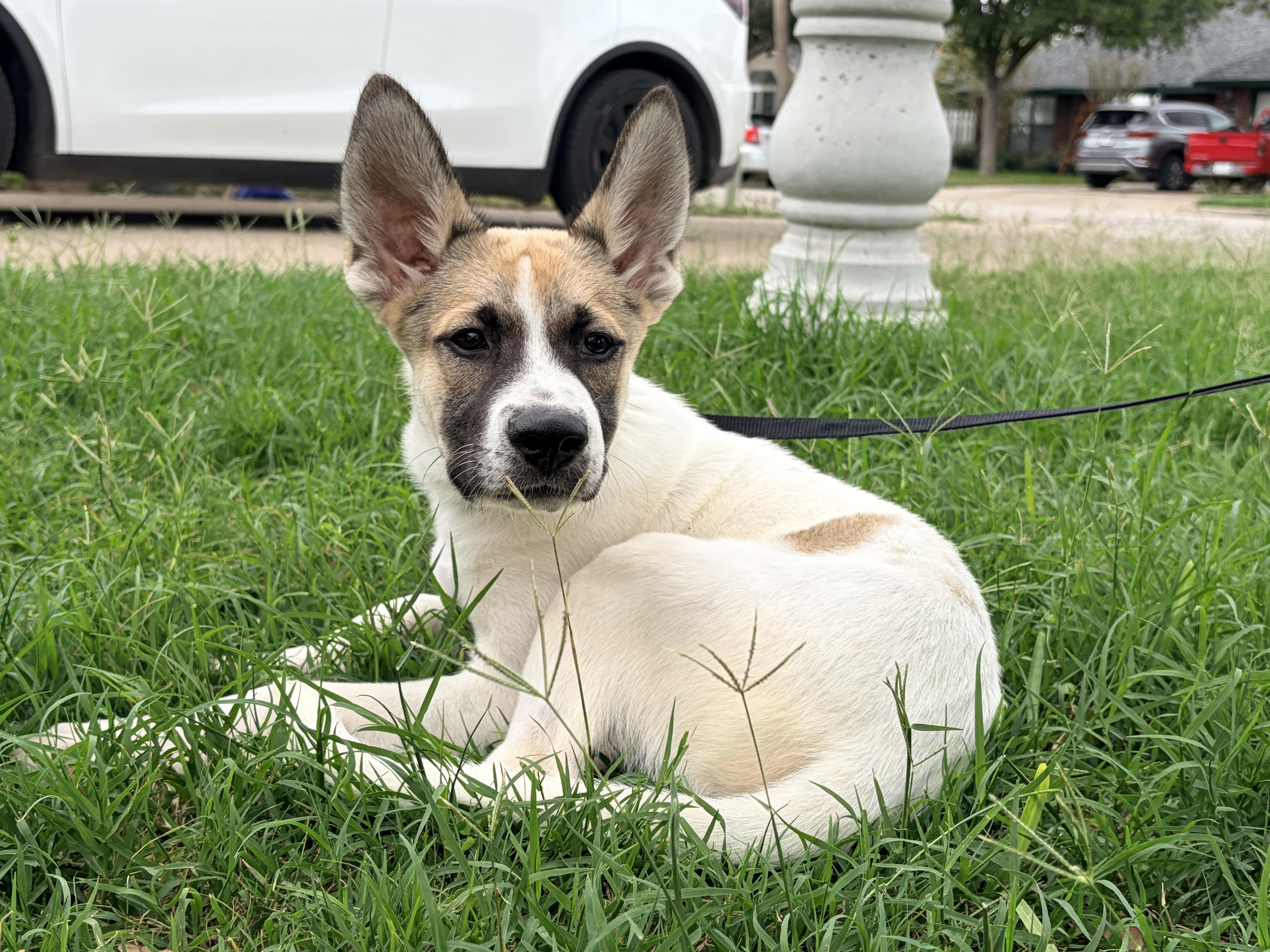 Duncan, adopted, Puppy Male Pembroke Welsh Corgi & Saint Bernard.