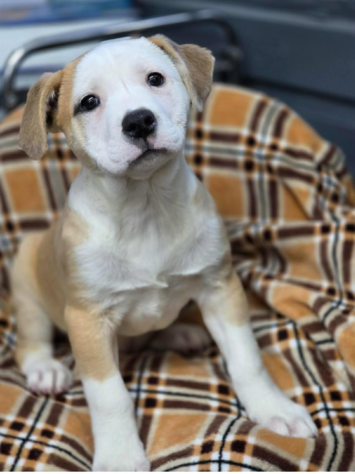 Swee'Pea, Adoptable, Puppy Female Mixed Breed.
