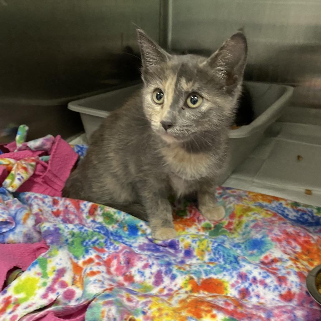 Enlarge Dash, a Adoptable Domestic Short Hair in Walnut Cove, NC image 1/5