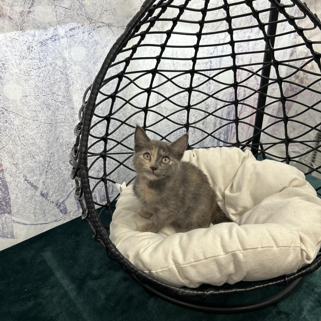 Enlarge Dash, a Adoptable Domestic Short Hair in Walnut Cove, NC image 2/5