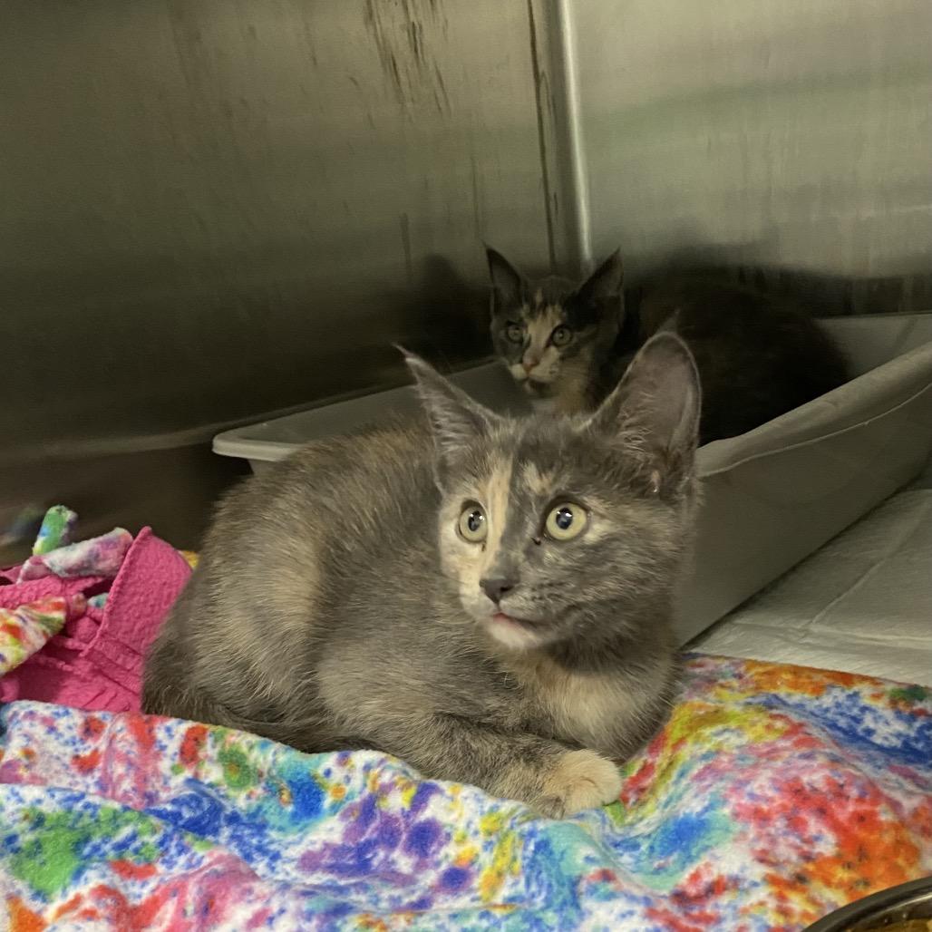 Enlarge Dash, a Adoptable Domestic Short Hair in Walnut Cove, NC image 3/5