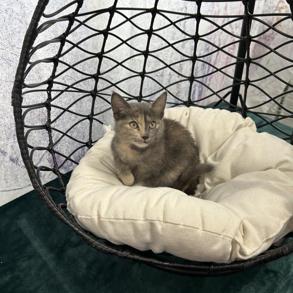 Enlarge Dash, a Adoptable Domestic Short Hair in Walnut Cove, NC image 4/5