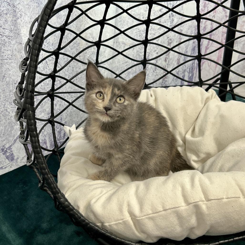 Enlarge Dash, a Adoptable Domestic Short Hair in Walnut Cove, NC image 5/5