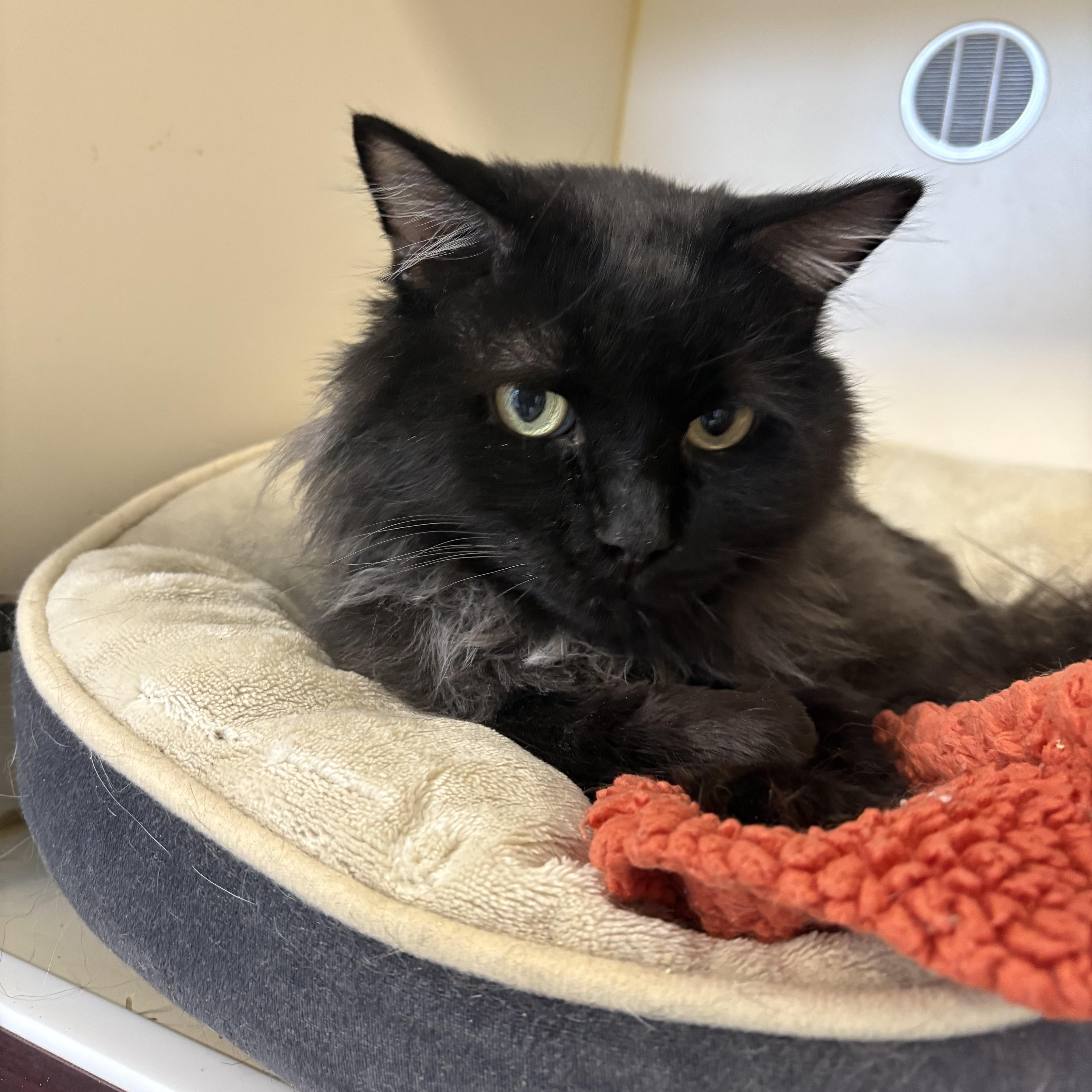 Cullen, a Adopted Domestic Long Hair in Saltville, VA image 1/2