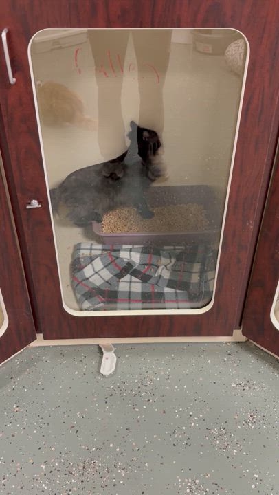 Enlarge Cullen, a Adopted Domestic Long Hair in Saltville, VA video 2/2