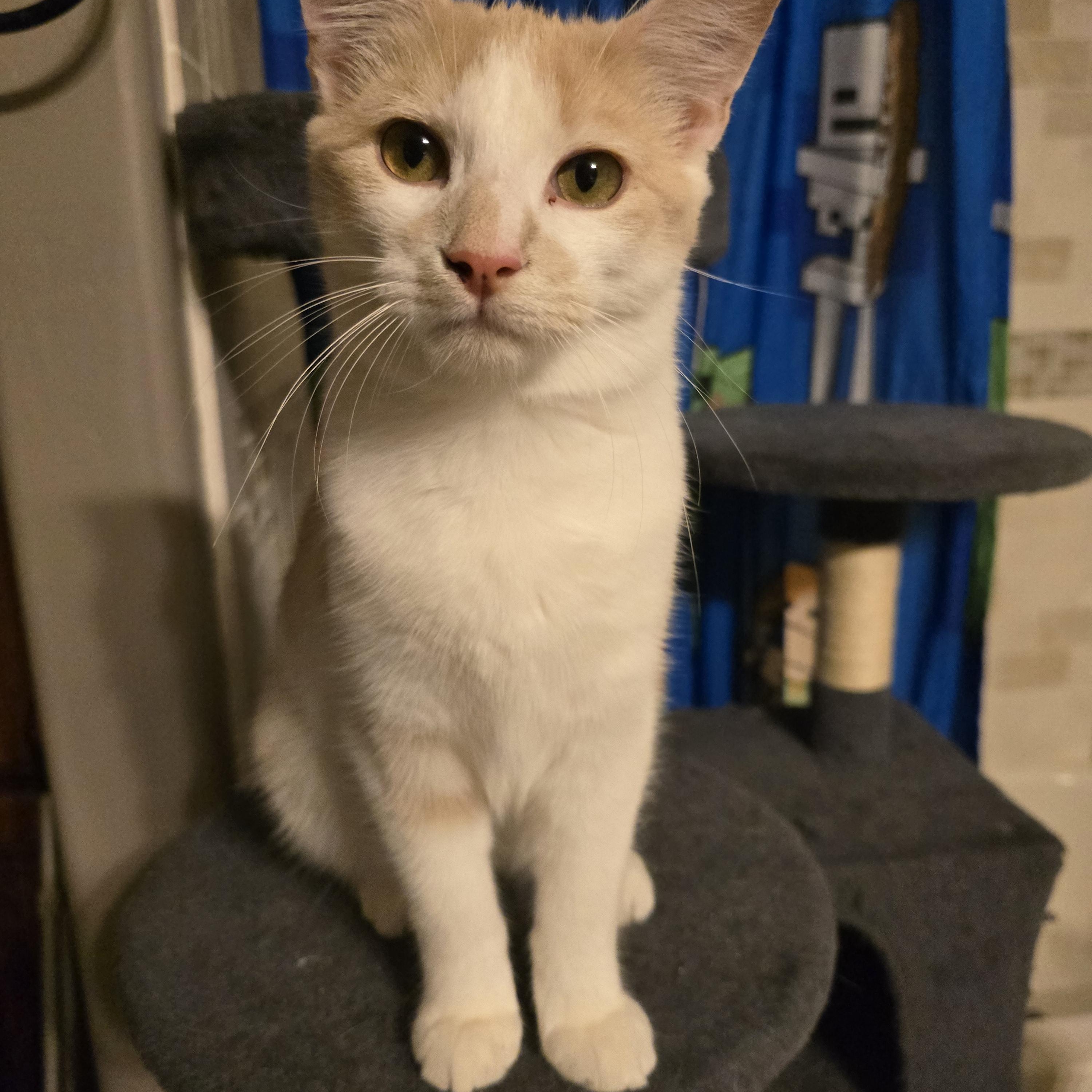 Courtsey -Buttermilk