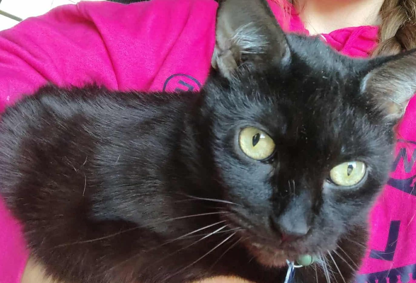 Salem AKA Calvin, a Adoptable Domestic Short Hair in Fair Oaks, IN image 2/4