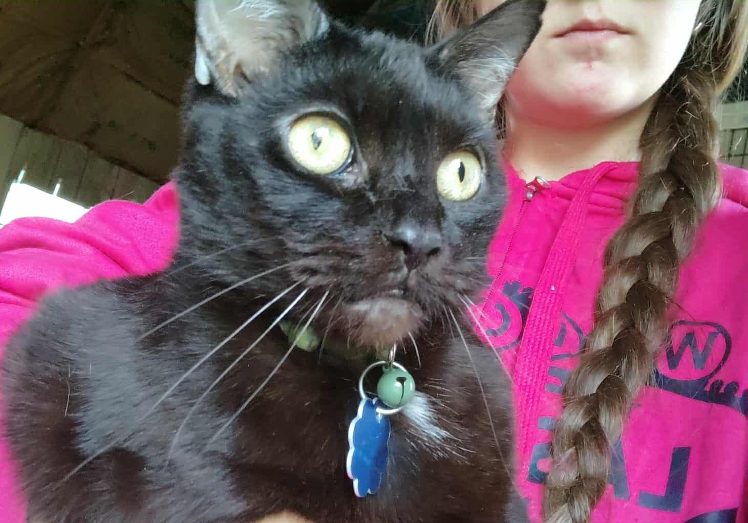 Salem AKA Calvin, Adoptable, Adult Male Domestic Short Hair.