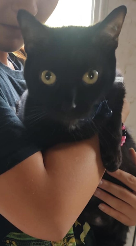 Salem AKA Calvin, a Adoptable Domestic Short Hair in Fair Oaks, IN image 4/4