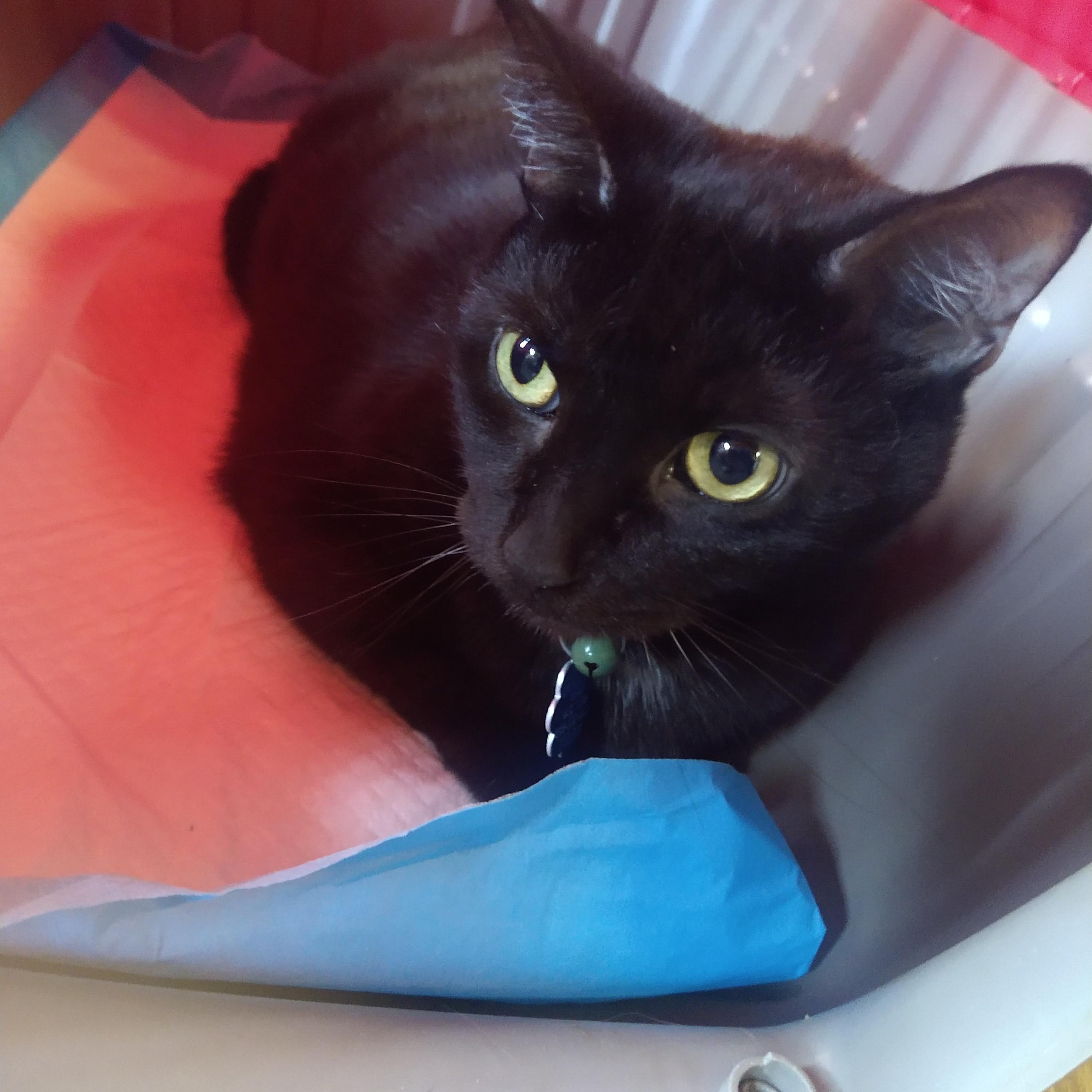 Salem AKA Calvin, a Adoptable Domestic Short Hair in Fair Oaks, IN image 3/4