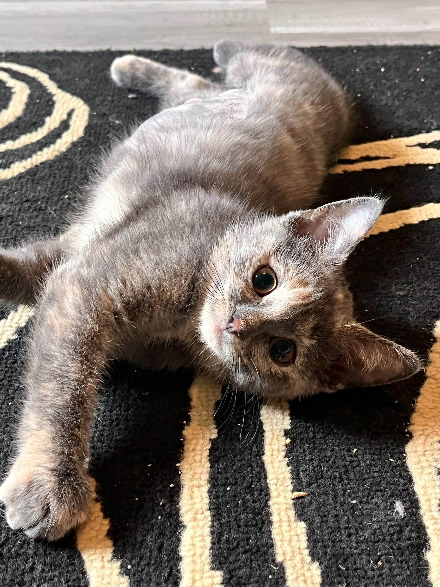 Biscuit, a ADOPTABLE Domestic Short Hair in Hartville, OH image 3/3