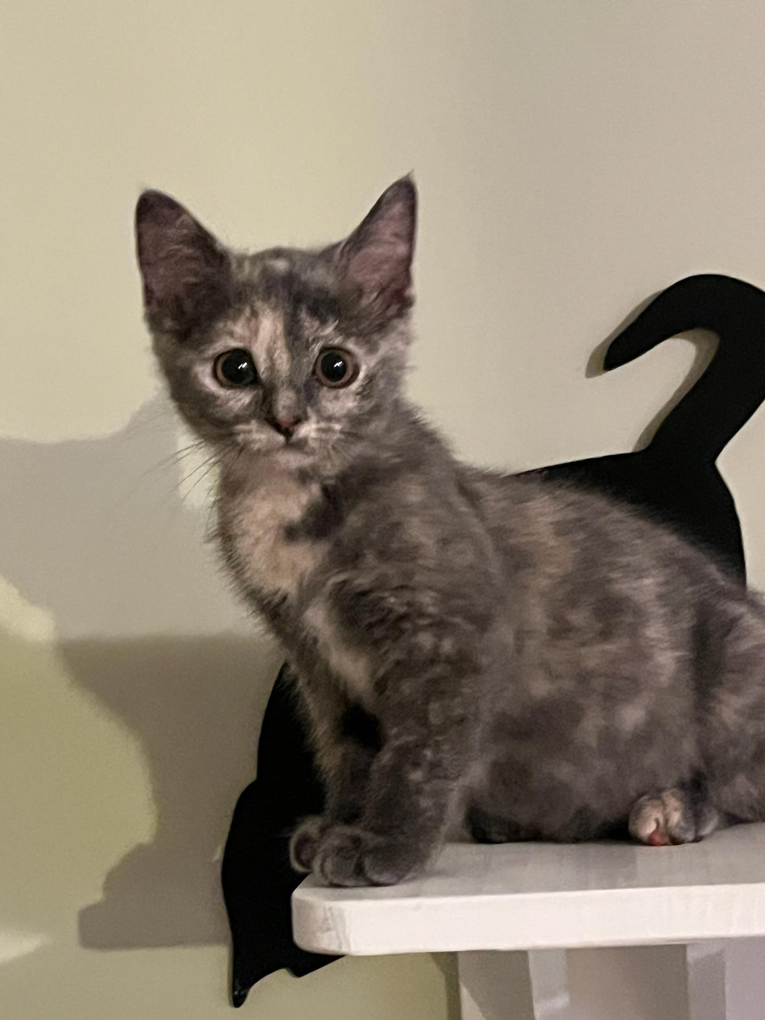 Biscuit, ADOPTABLE, Kitten Female Domestic Short Hair.