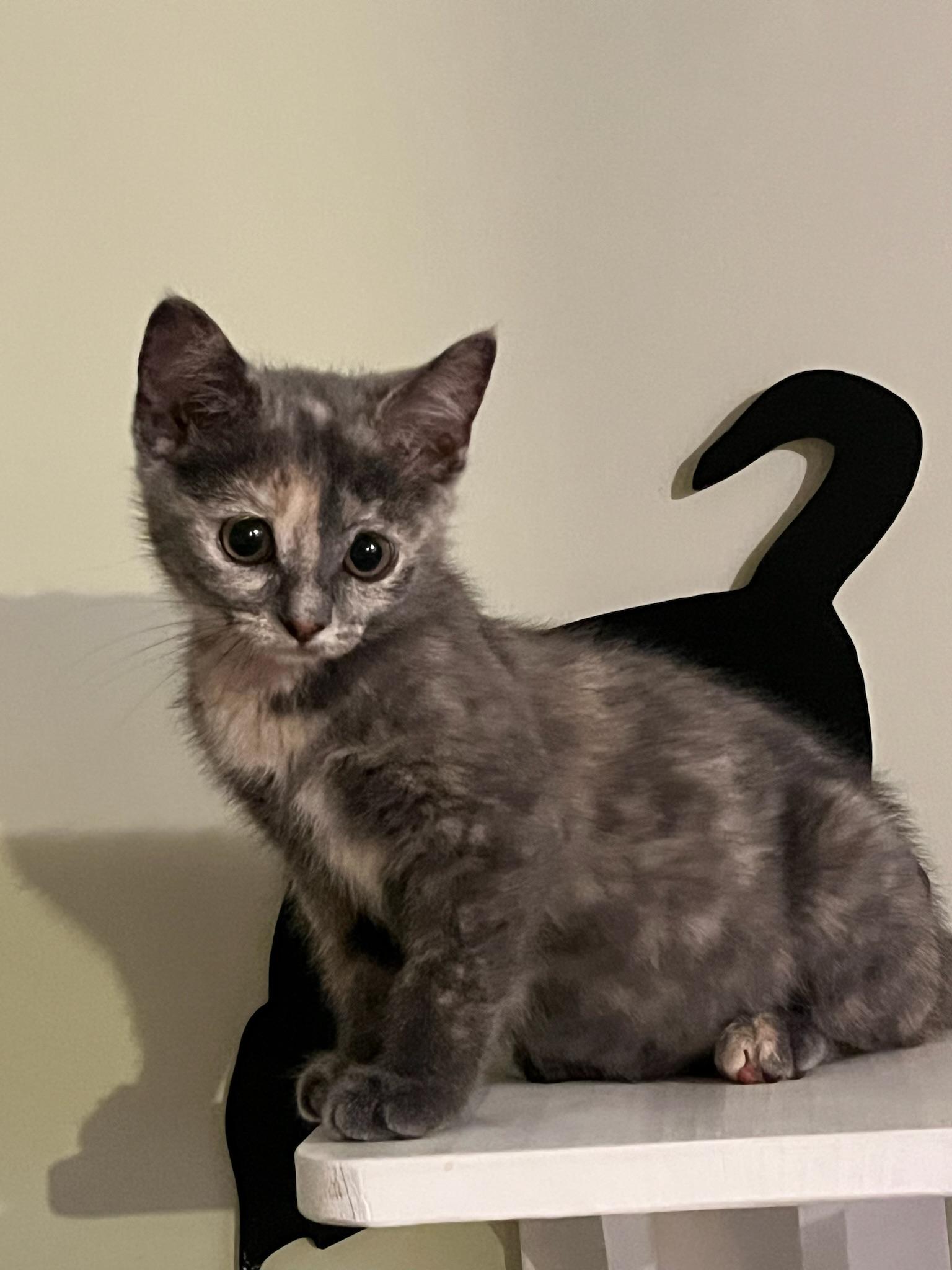 Biscuit, a ADOPTABLE Domestic Short Hair in Hartville, OH image 2/3