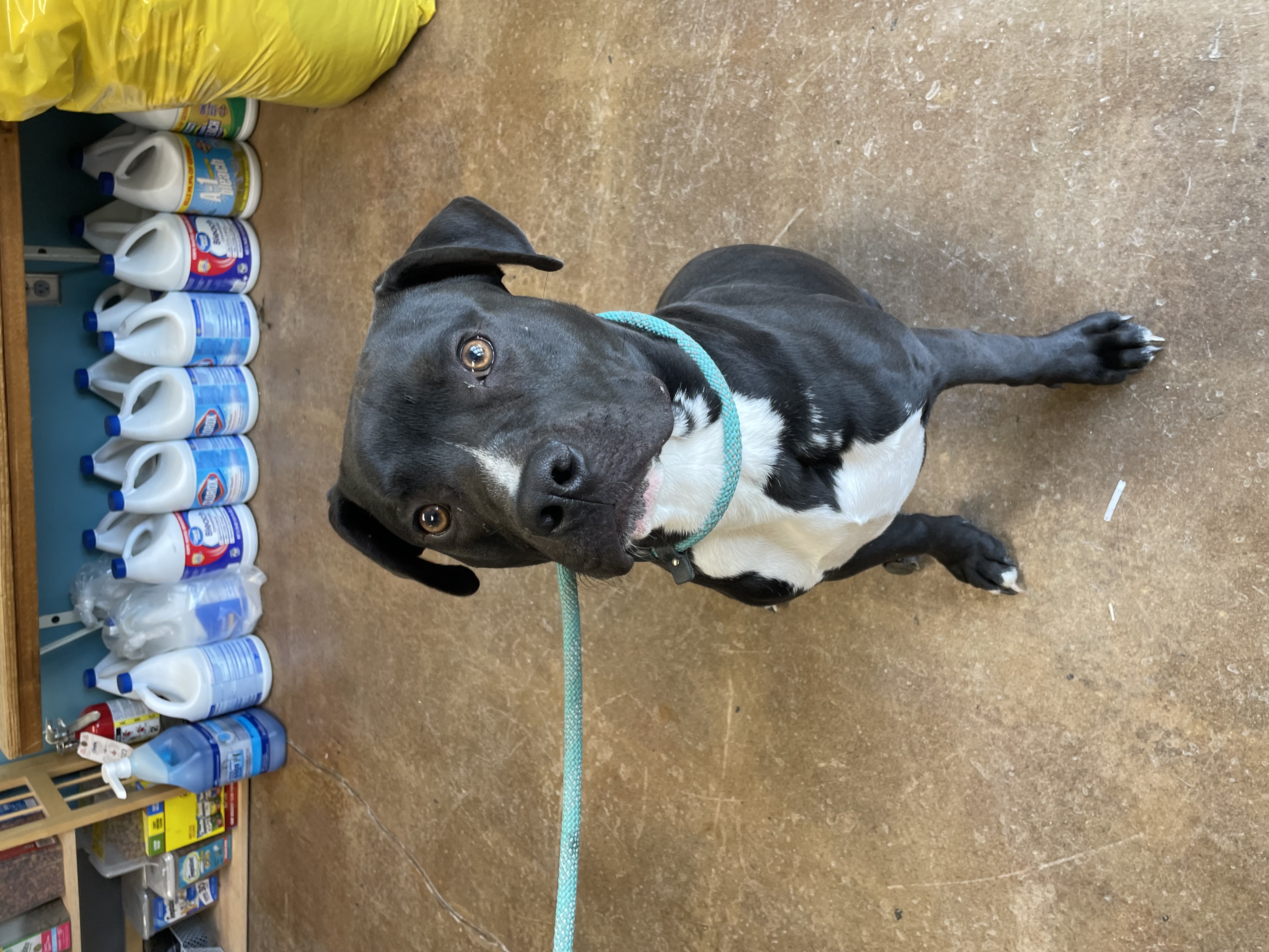Sylvester, an adopted Pit Bull Terrier Mix in Gladstone, MO_image-1