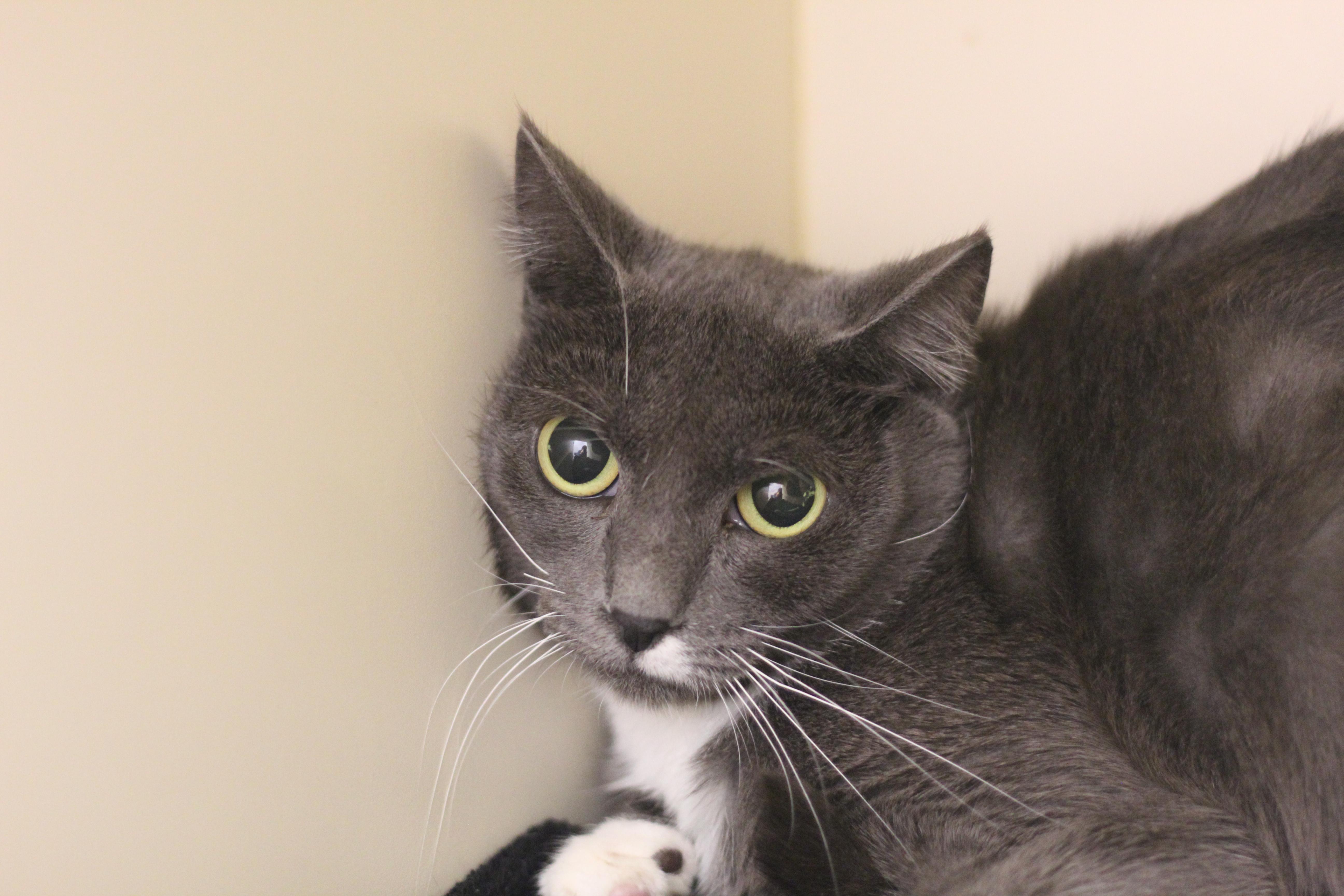 Enlarge Sandy, a Adoptable Domestic Short Hair in Cooperstown, NY image 1/1