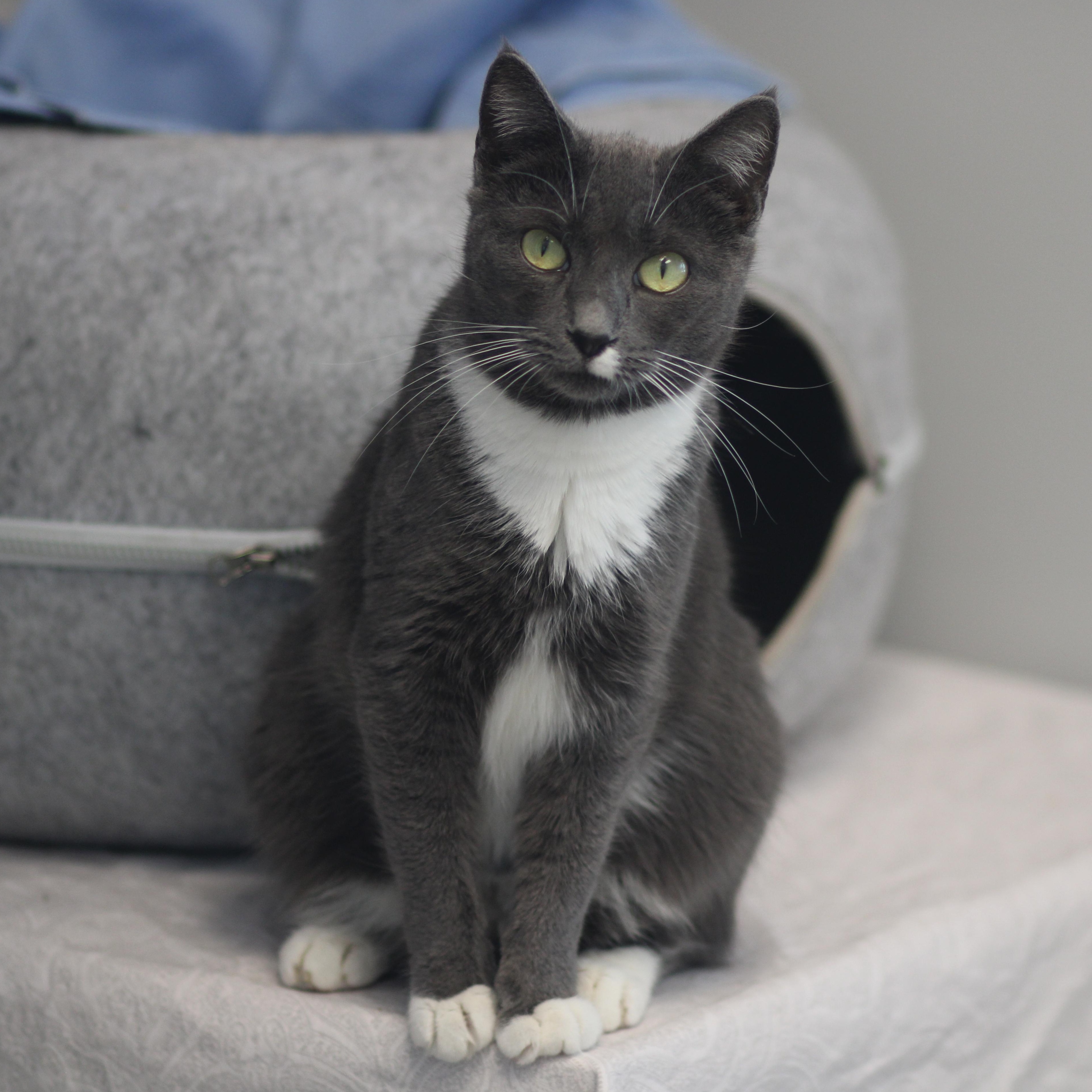 Sandy, Adoptable, Young Female Domestic Short Hair.