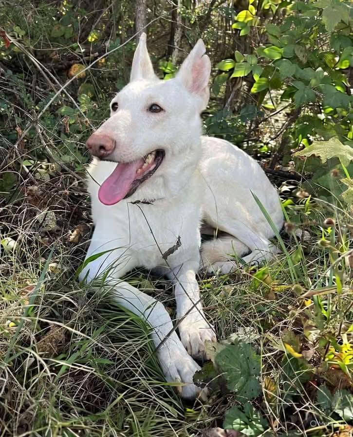Sugar! Not at the shelter (Sierra), Adoptable, Senior Female White German Shepherd.