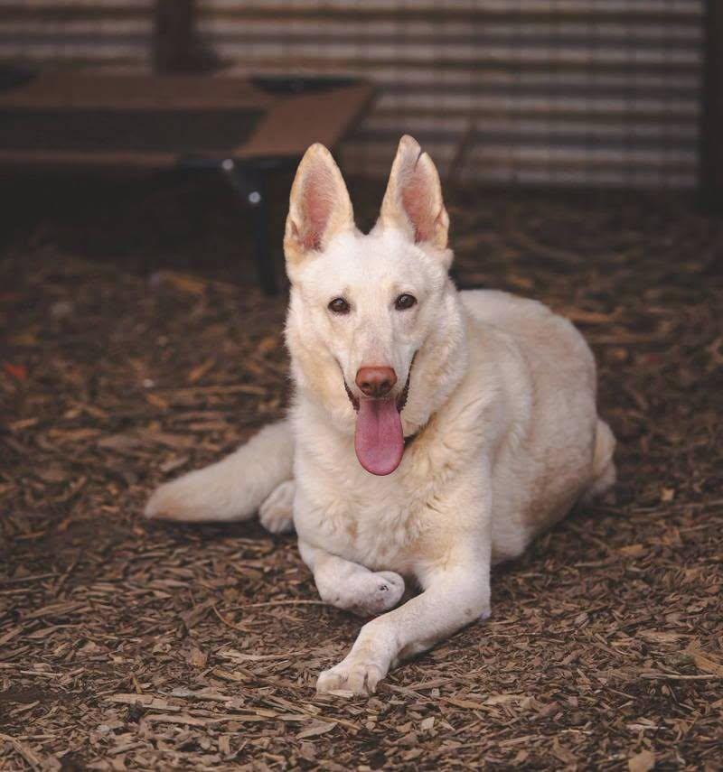 Enlarge Sugar! Not at the shelter (Sierra), a Adoptable White German Shepherd in Rustburg, VA image 2/3