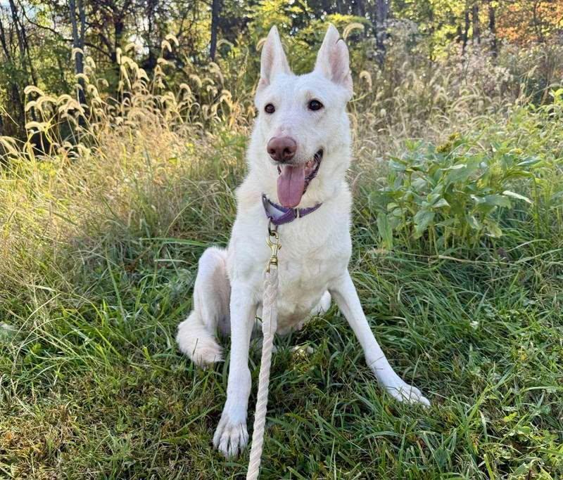 Enlarge Sugar! Not at the shelter (Sierra), a Adoptable White German Shepherd in Rustburg, VA image 3/3