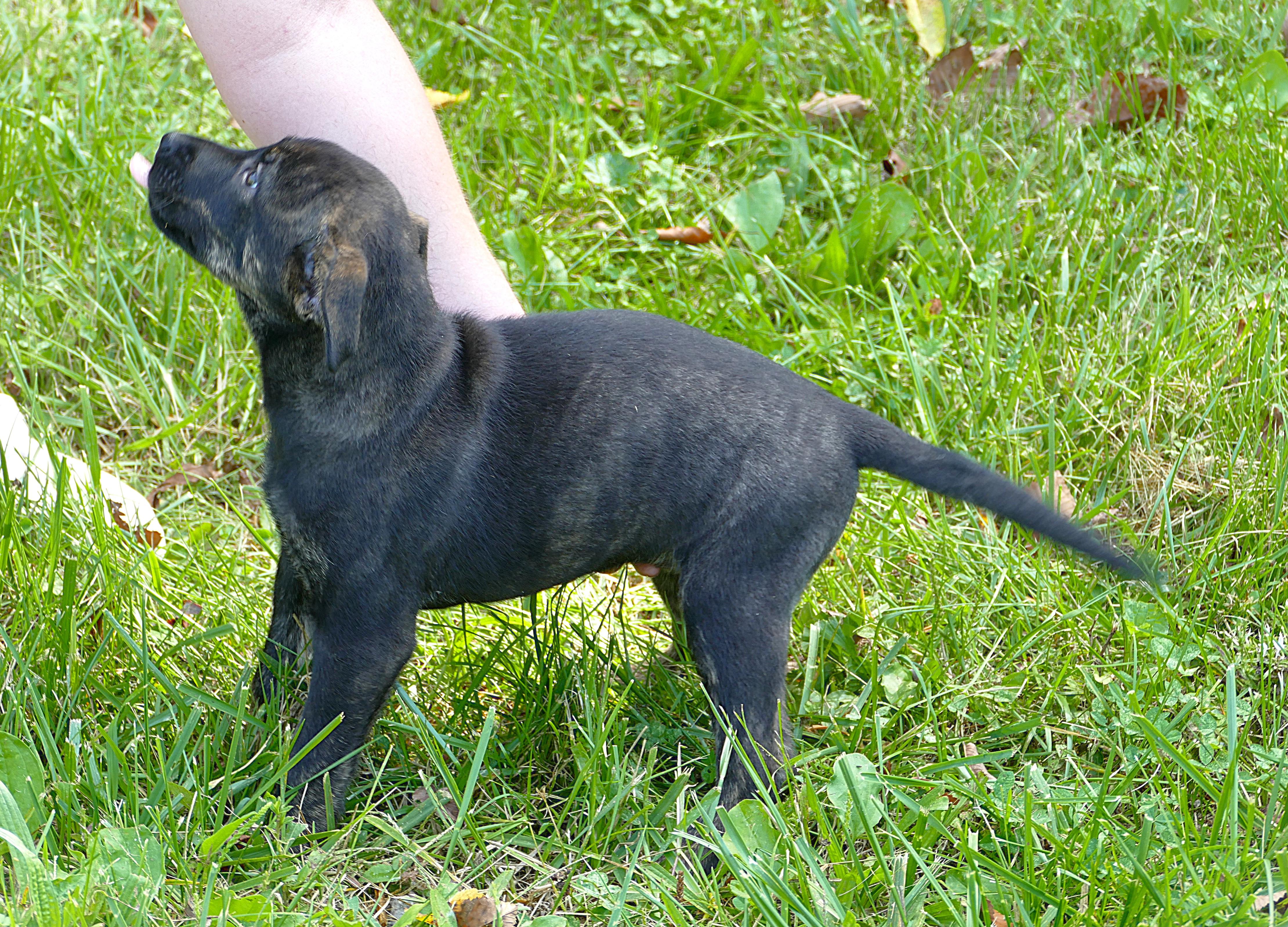 GLORY, an adopted mixed breed in Beechbottom, WV image 3/4