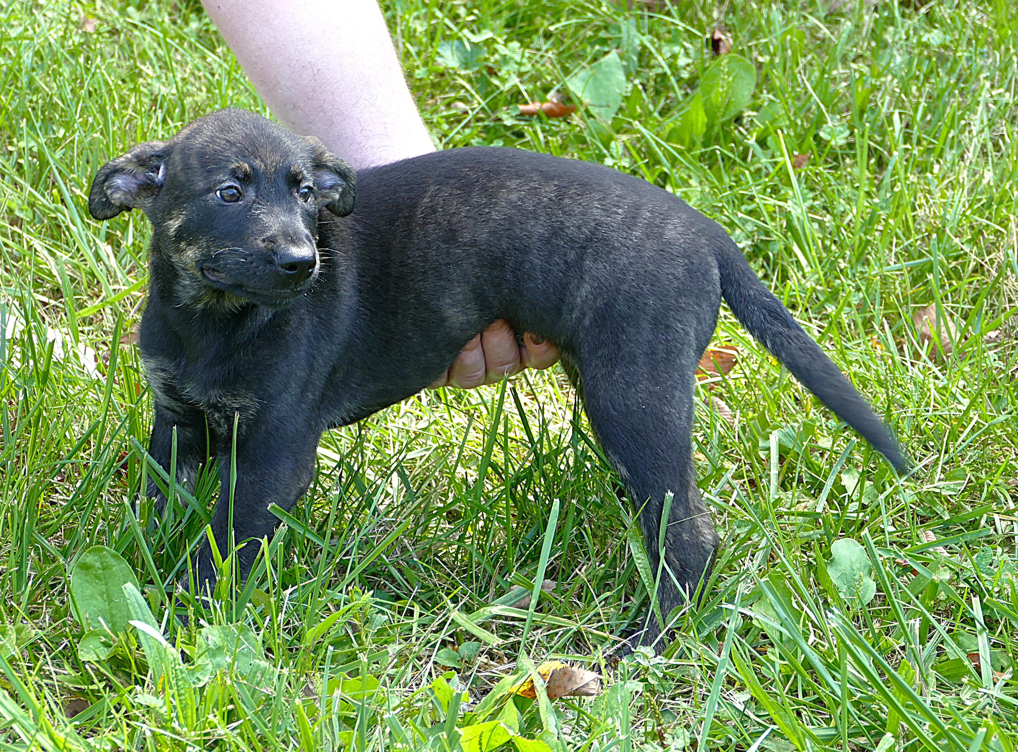 GLORY, an adopted mixed breed in Beechbottom, WV image 2/4