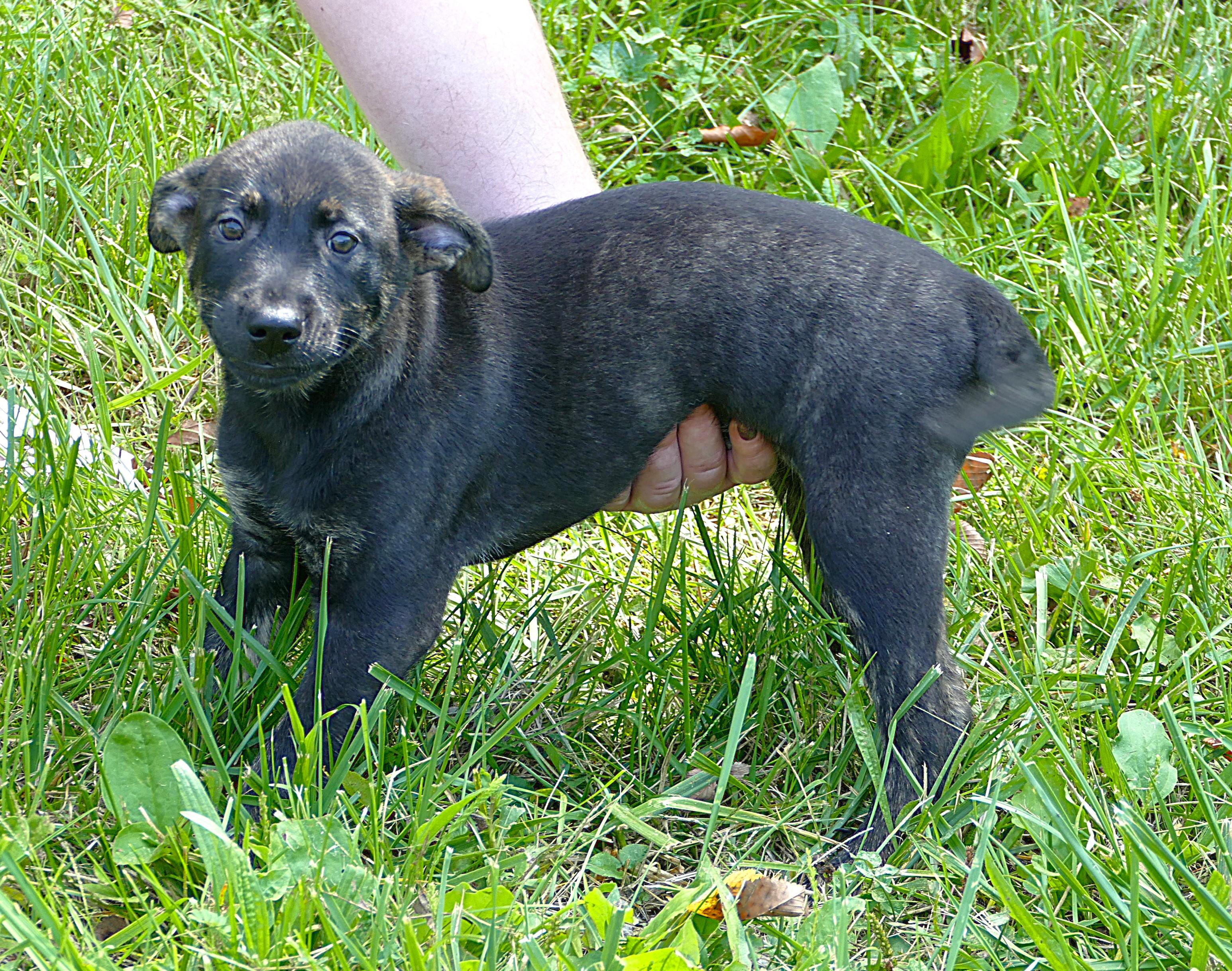 GLORY, adopted, Puppy Female Retriever.