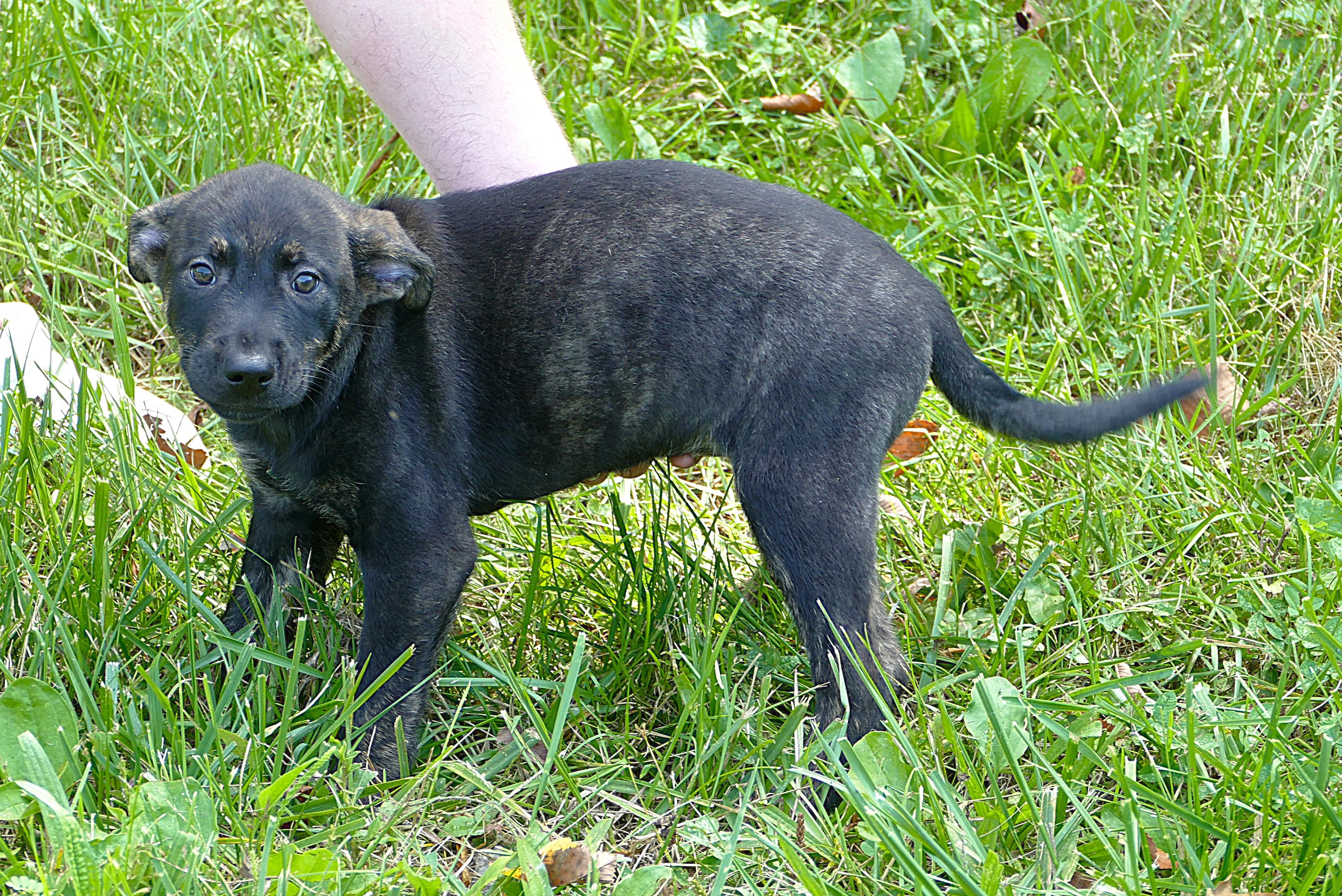 GLORY, an adopted mixed breed in Beechbottom, WV image 4/4