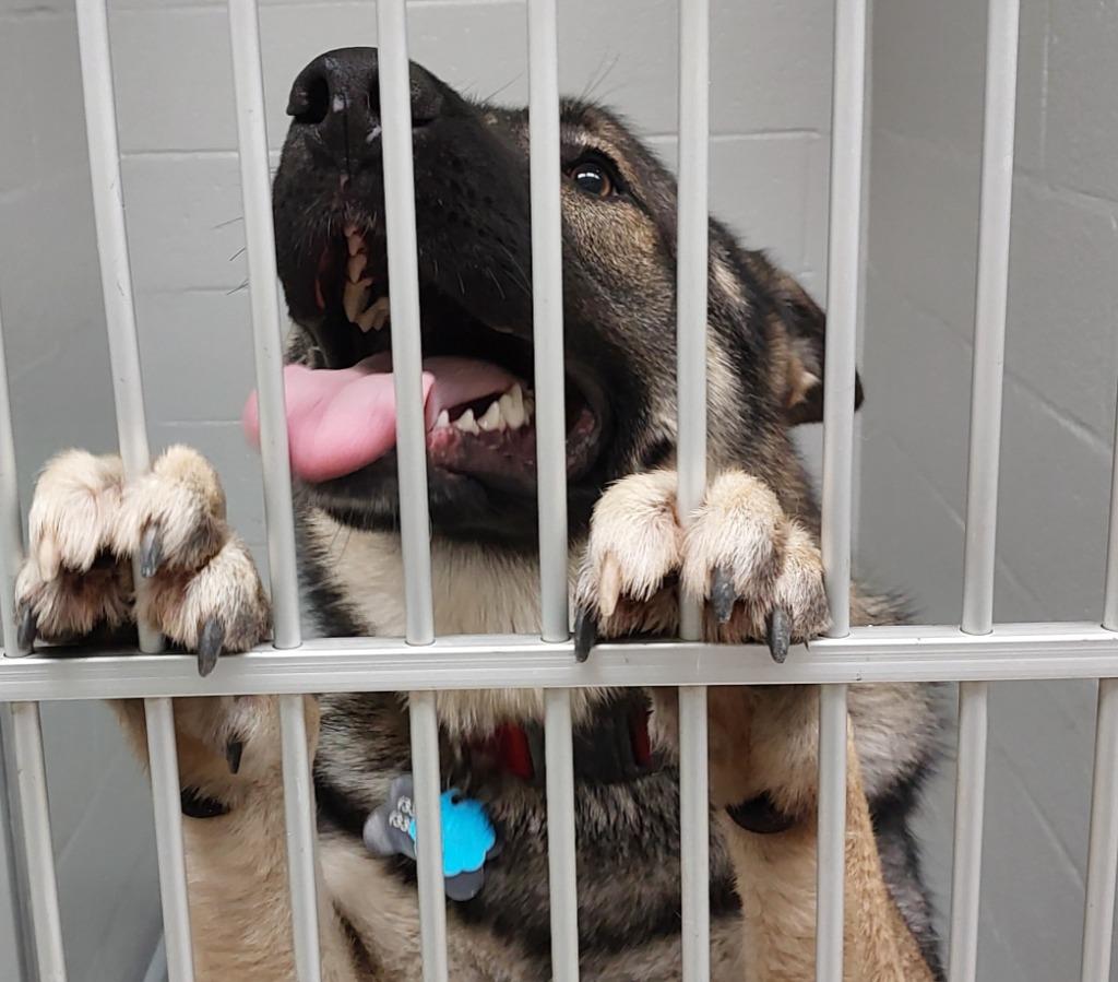 Bear, a Adoptable mixed breed in Mocksville, NC image 1/4