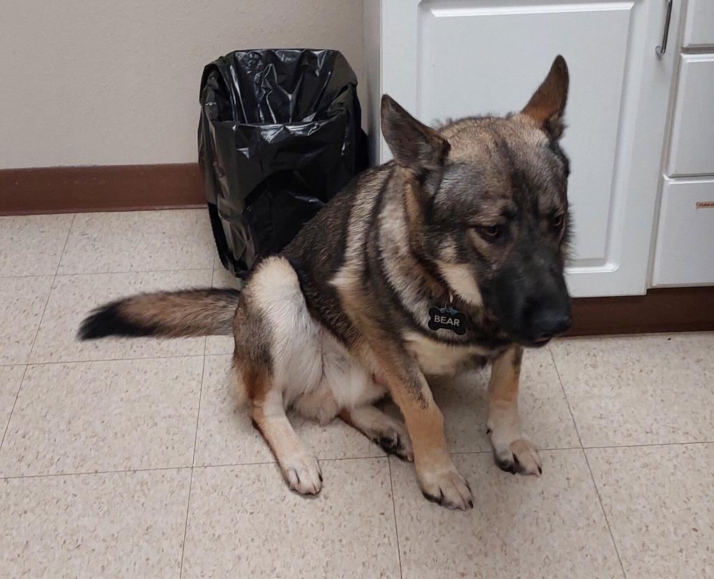 Bear, a Adoptable mixed breed in Mocksville, NC image 2/4