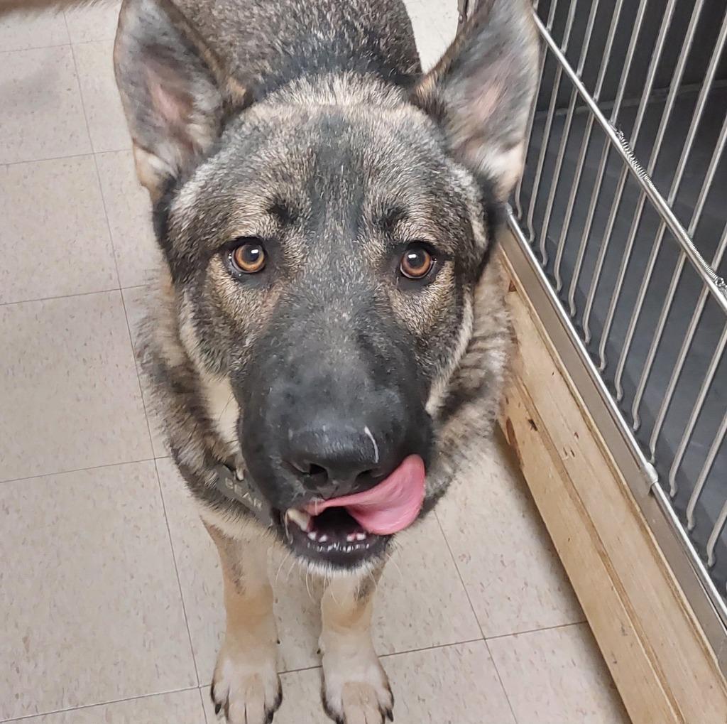 Bear, a Adoptable mixed breed in Mocksville, NC image 3/4