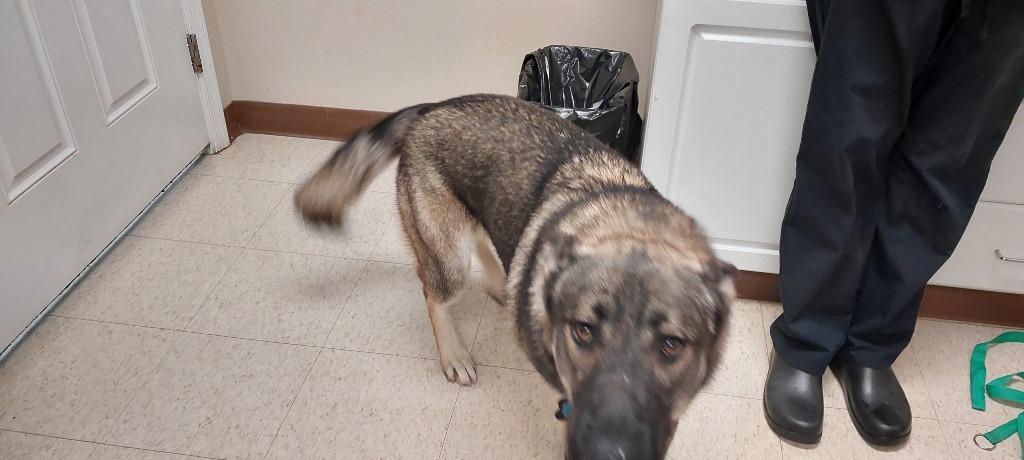 Bear, a Adoptable mixed breed in Mocksville, NC image 4/4