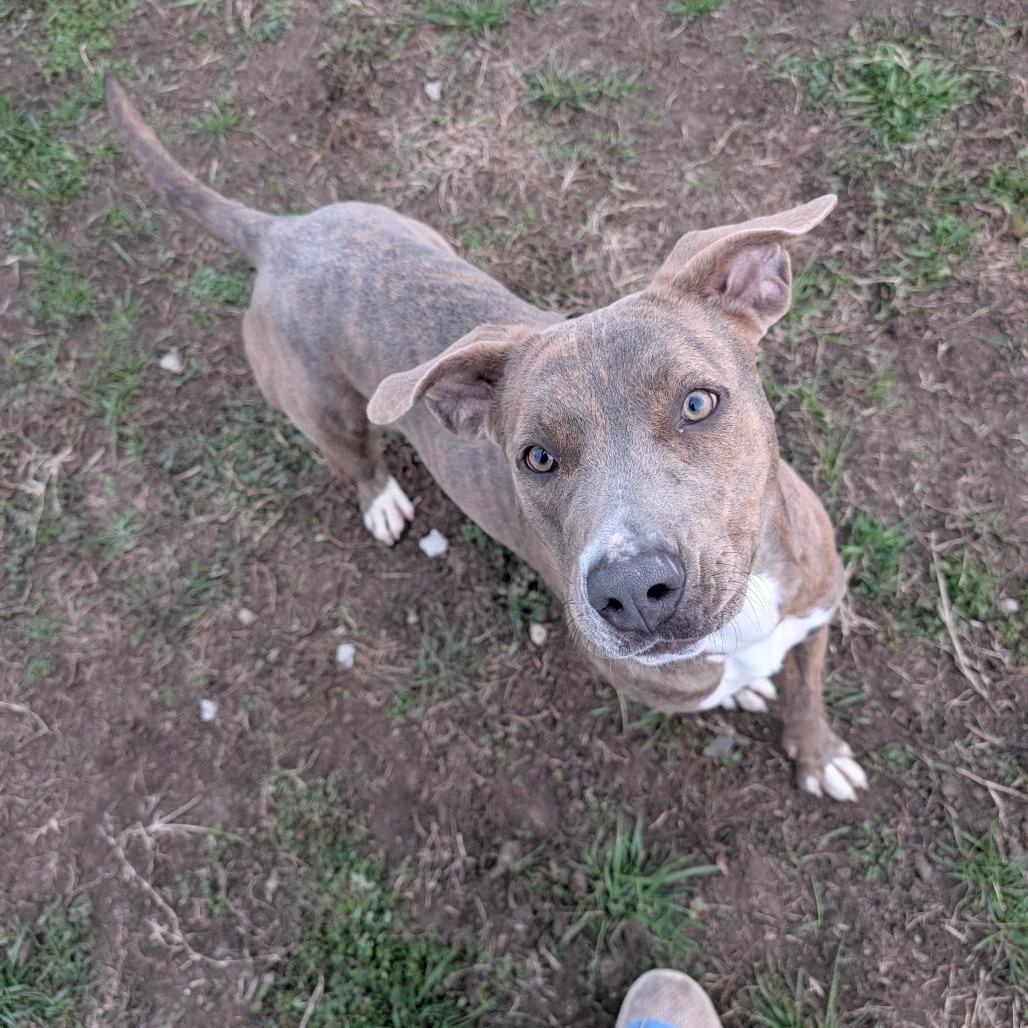 Buffy, Adoptable, Adult Female Mixed Breed.